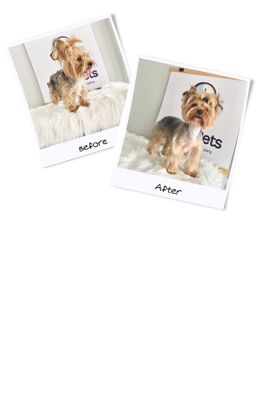 luna-mobil-urbanpets